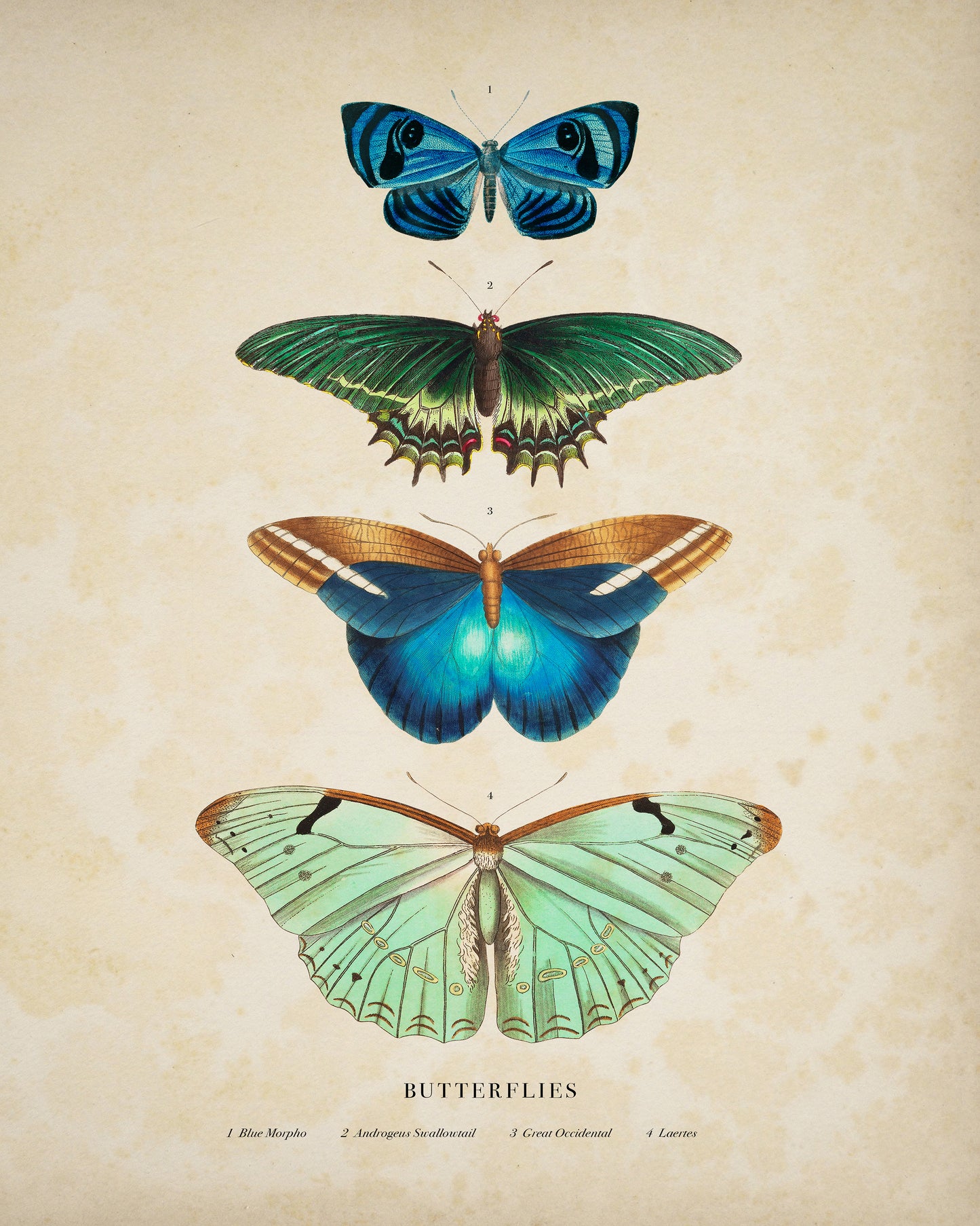 Four Butterflies