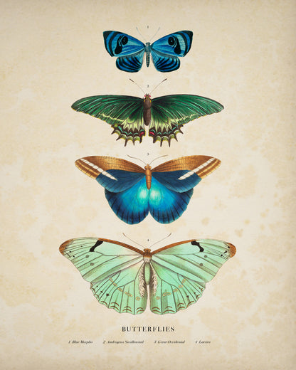 Four Butterflies