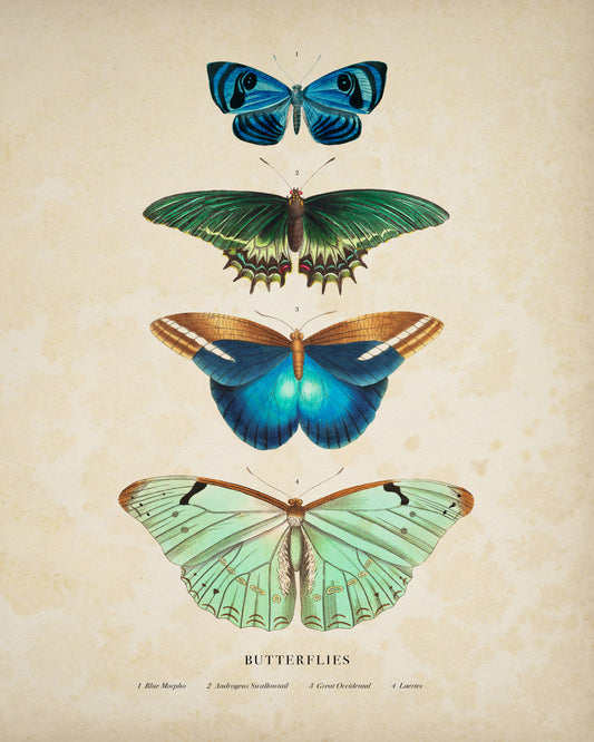 Four Butterflies