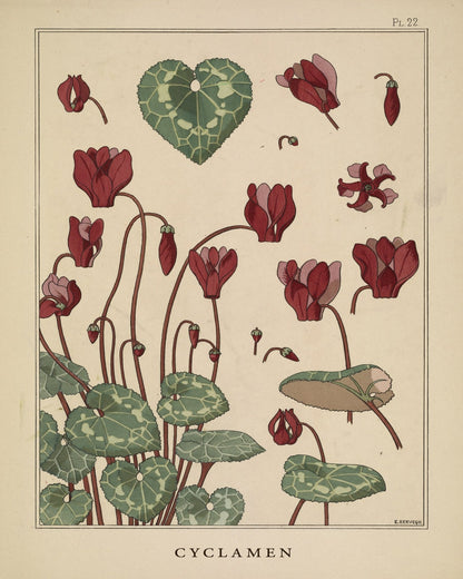 Cyclamen Plant