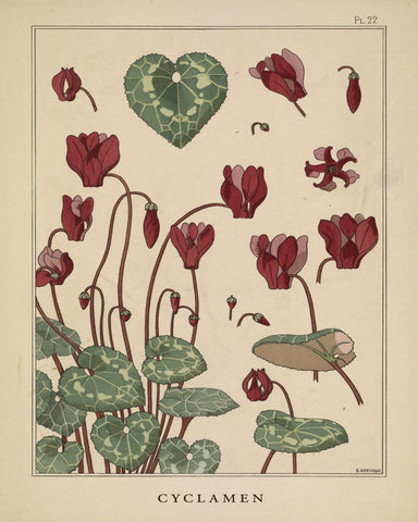 Cyclamen Plant