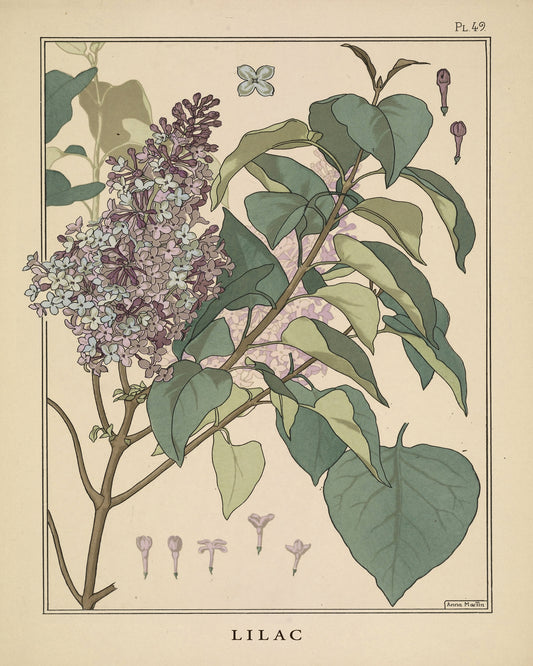 Lilac Plant