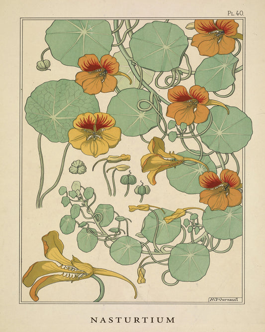 Nasturtium Plant