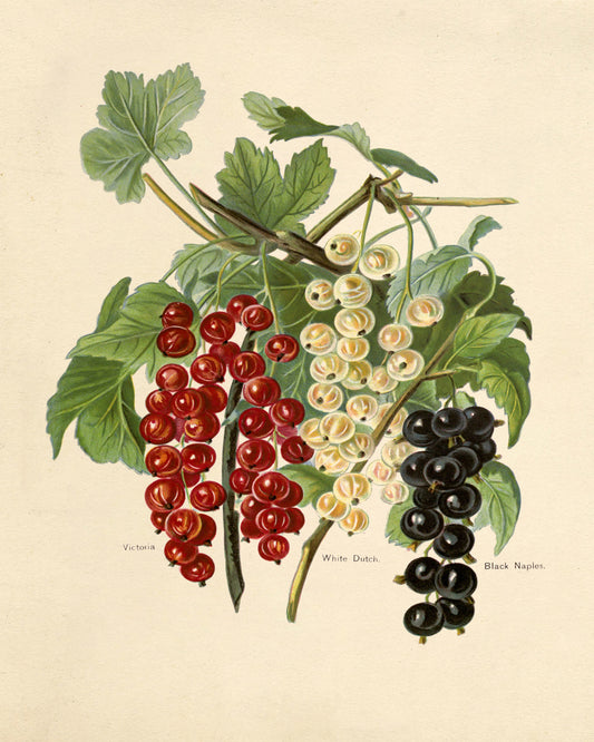 Three Varieties of Currants