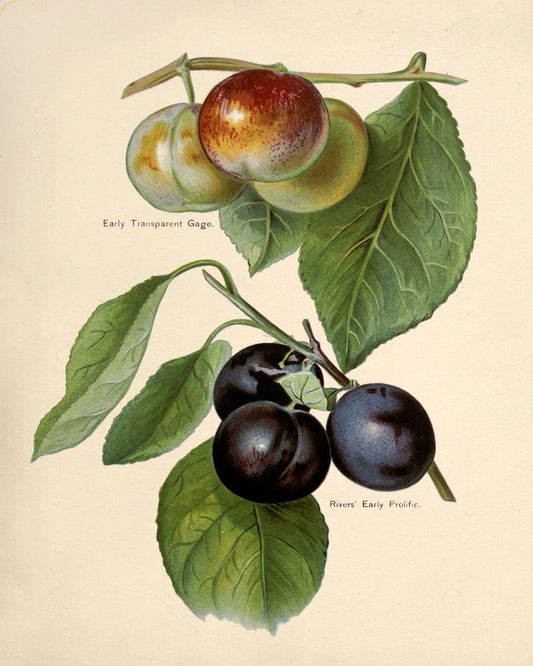 Two Plum Varieties