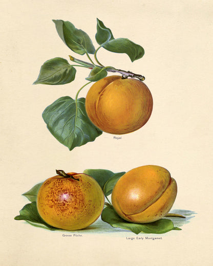 Apricot Fruit
