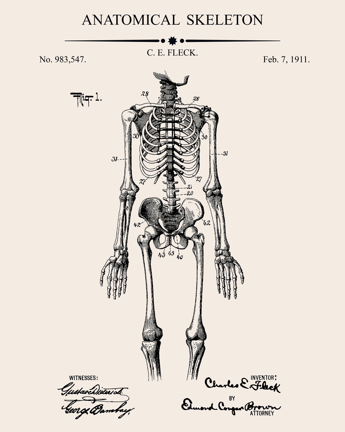 Anatomical Skeleton Patent