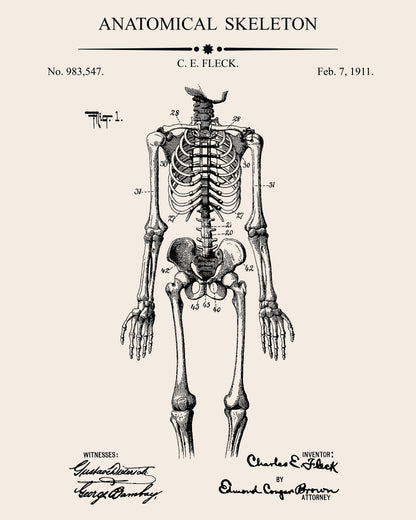 Anatomical Skeleton Patent
