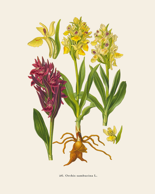 Elder-Flowered Orchid