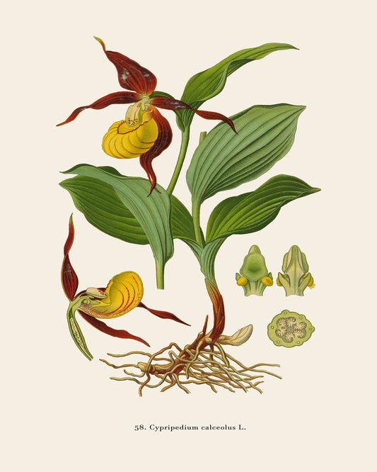 Lady's Slipper Orchid