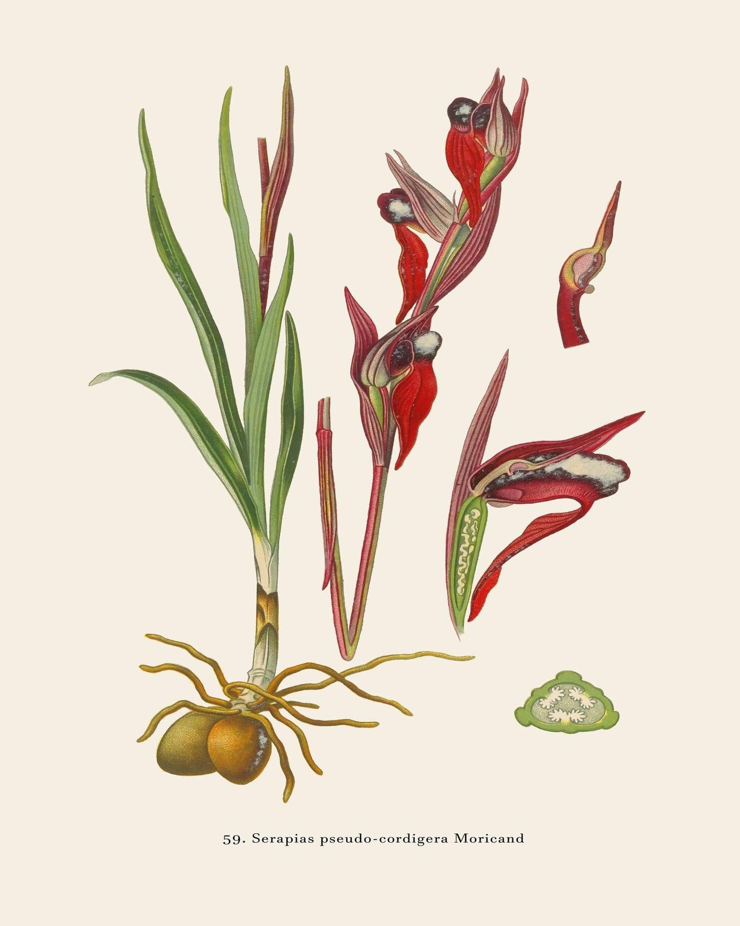 Heart-Flowered Tongue Orchid
