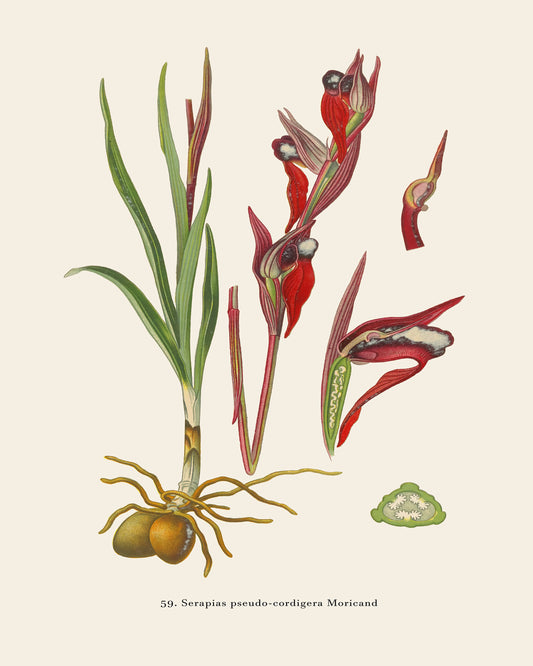 Heart-Flowered Tongue Orchid