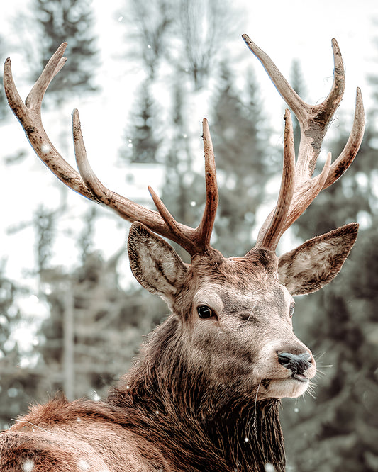 Red Deer