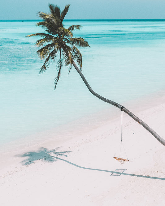 Palm Tree on a Beach