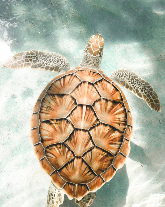 Sea Turtle Swimming