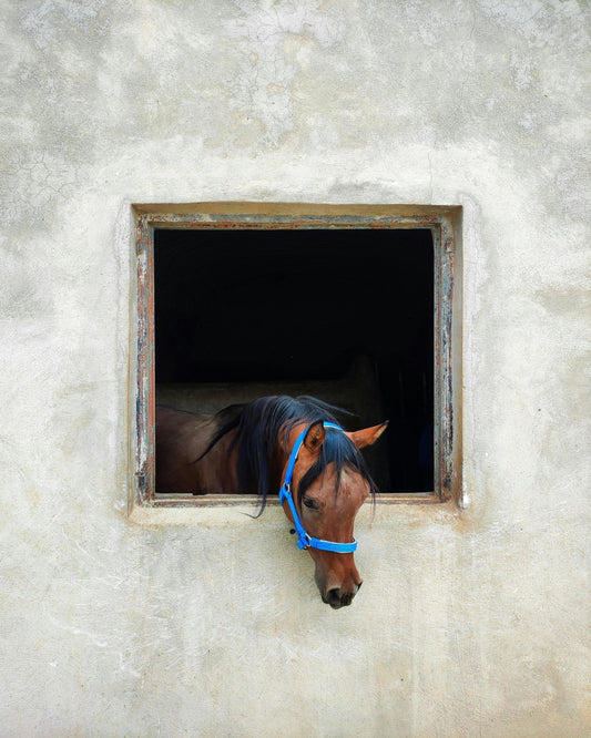 Horse Looking Out The Window