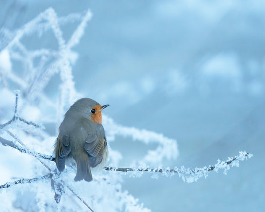 Robin on a Snowy Branch
