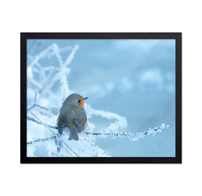 Robin on a Snowy Branch
