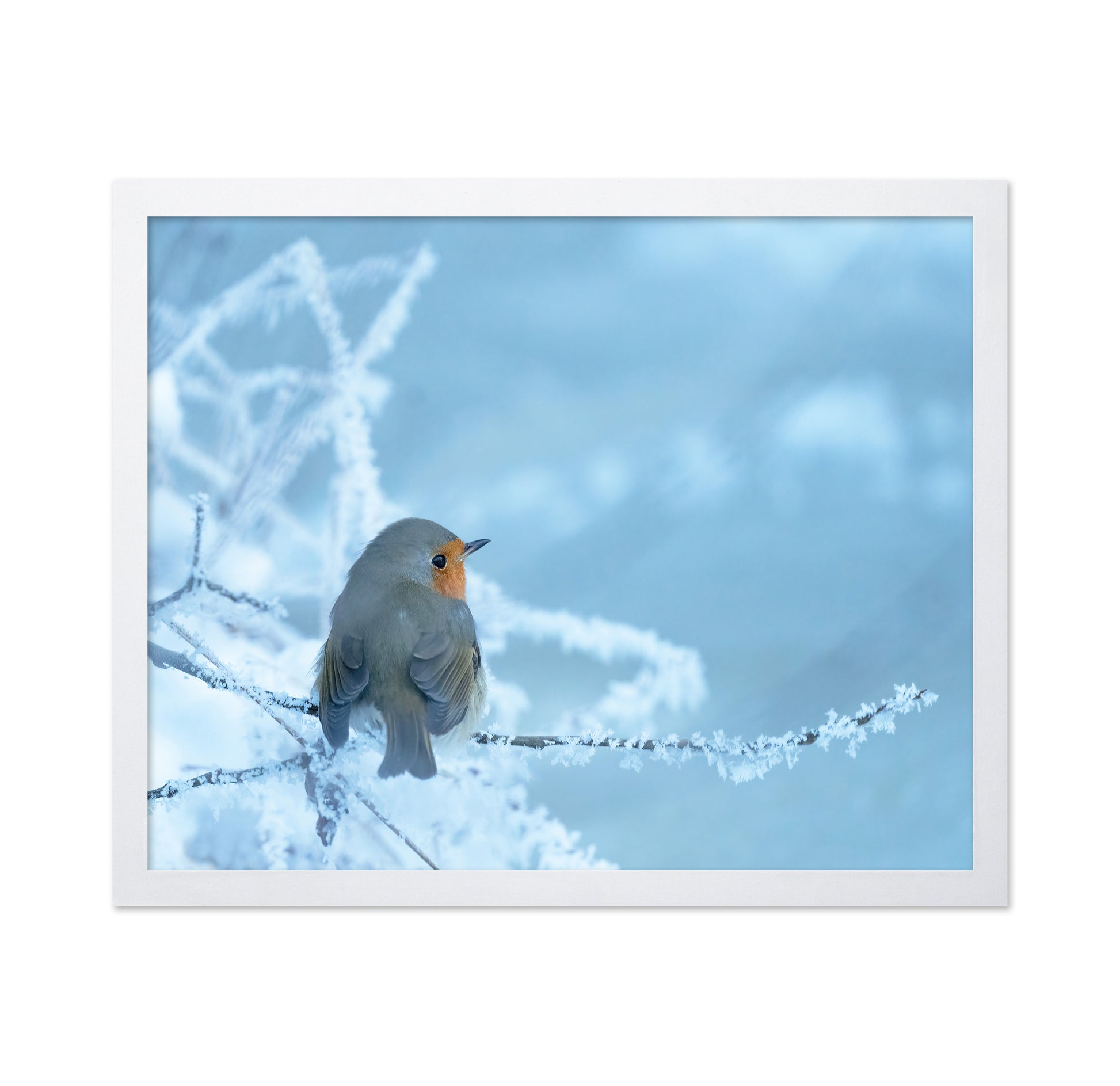 Robin on a Snowy Branch