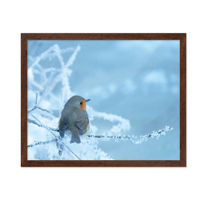 Robin on a Snowy Branch