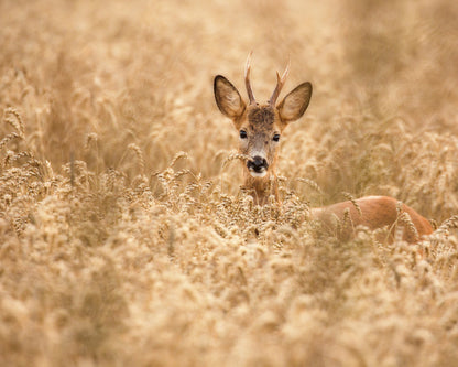 Young Deer in the Field