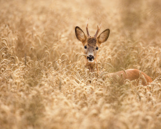 Young Deer in the Field
