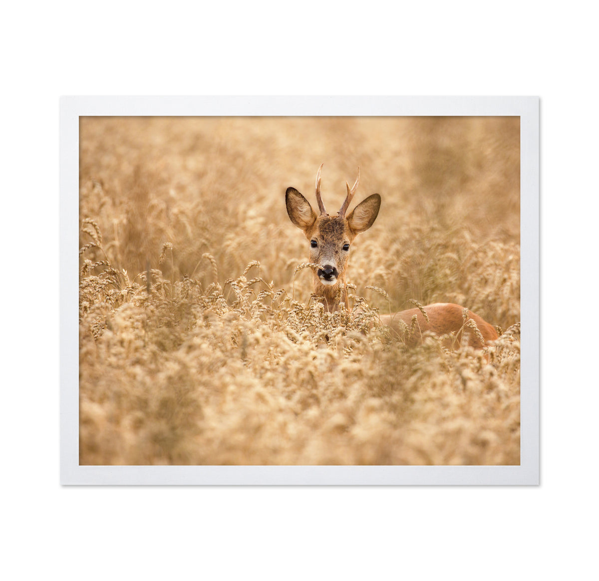 Young Deer in the Field