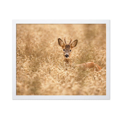 Young Deer in the Field