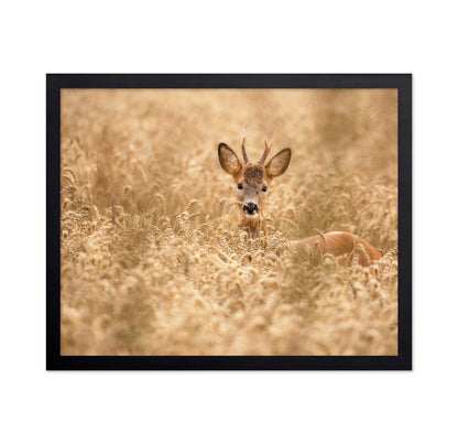 Young Deer in the Field