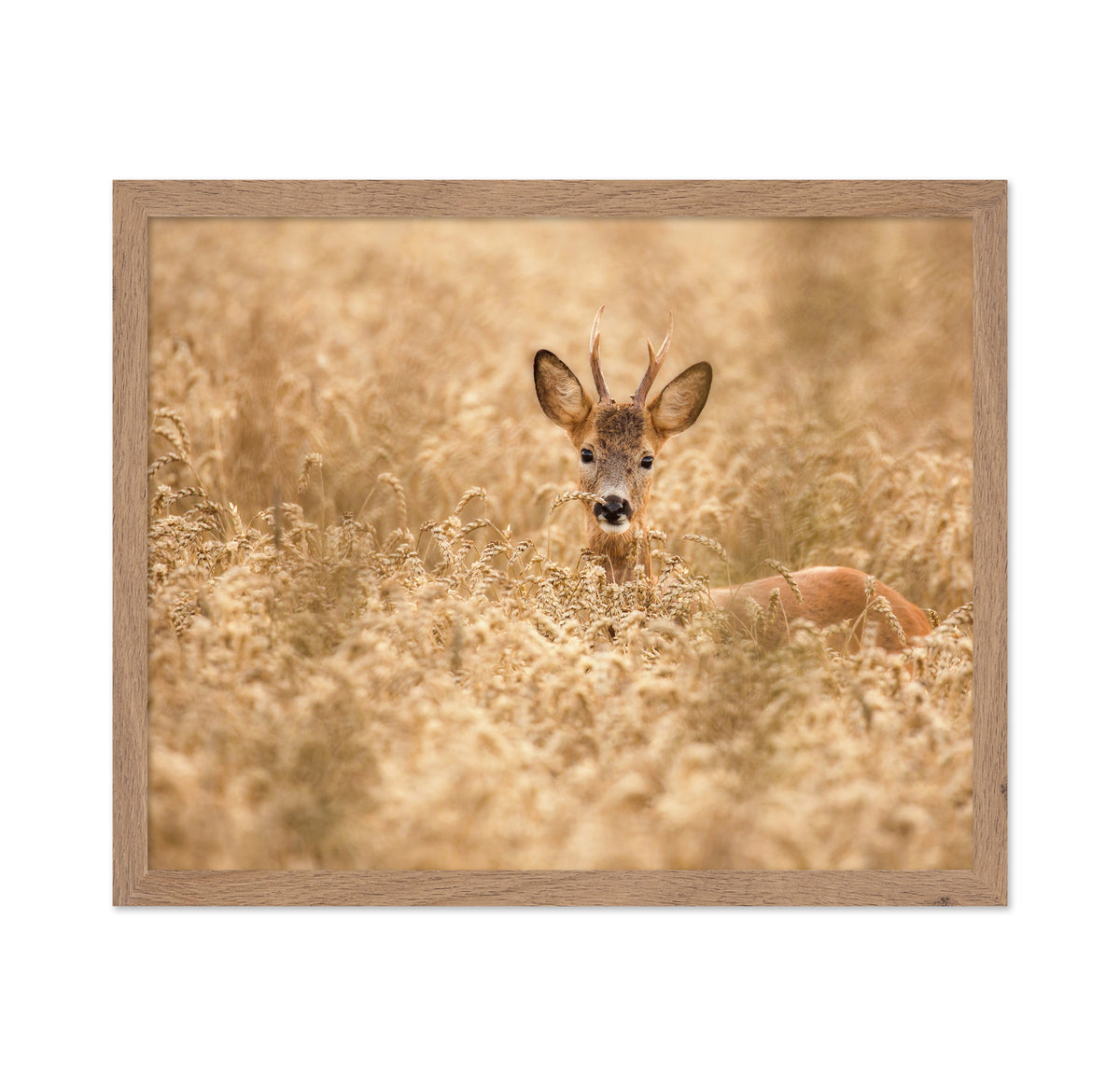 Young Deer in the Field