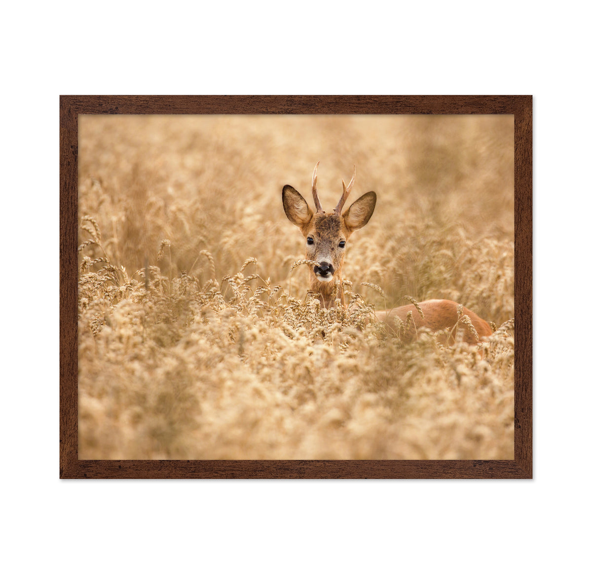 Young Deer in the Field