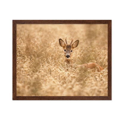 Young Deer in the Field