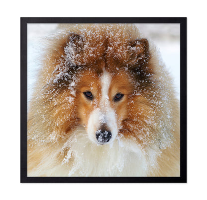 Fluffy Sheltie Dog