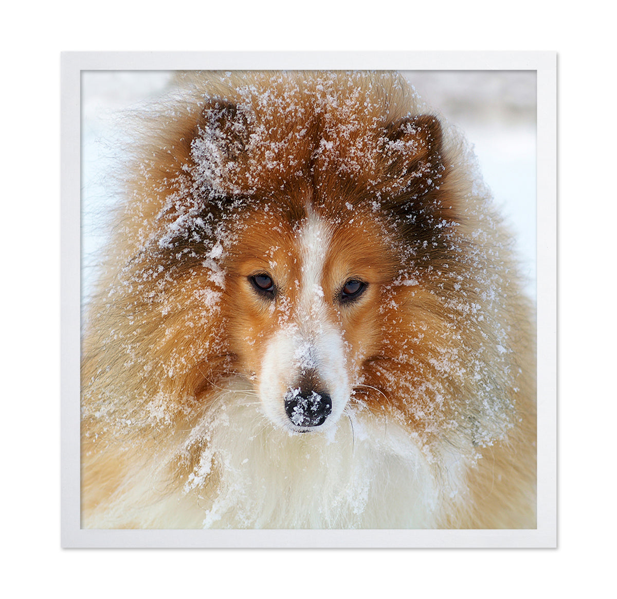 Fluffy Sheltie Dog