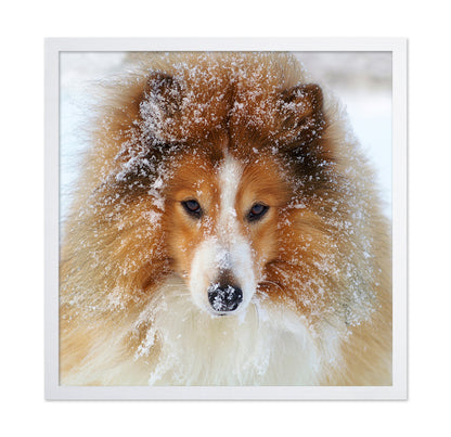 Fluffy Sheltie Dog