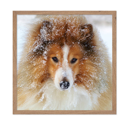 Fluffy Sheltie Dog