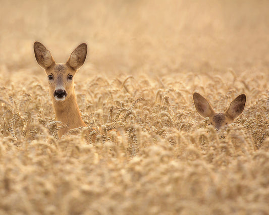 Mother with Child Deer