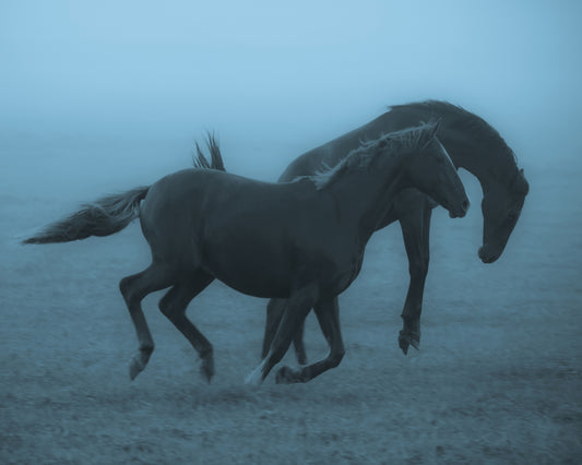 Running Horses in the Fog