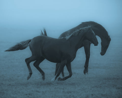 Running Horses in the Fog
