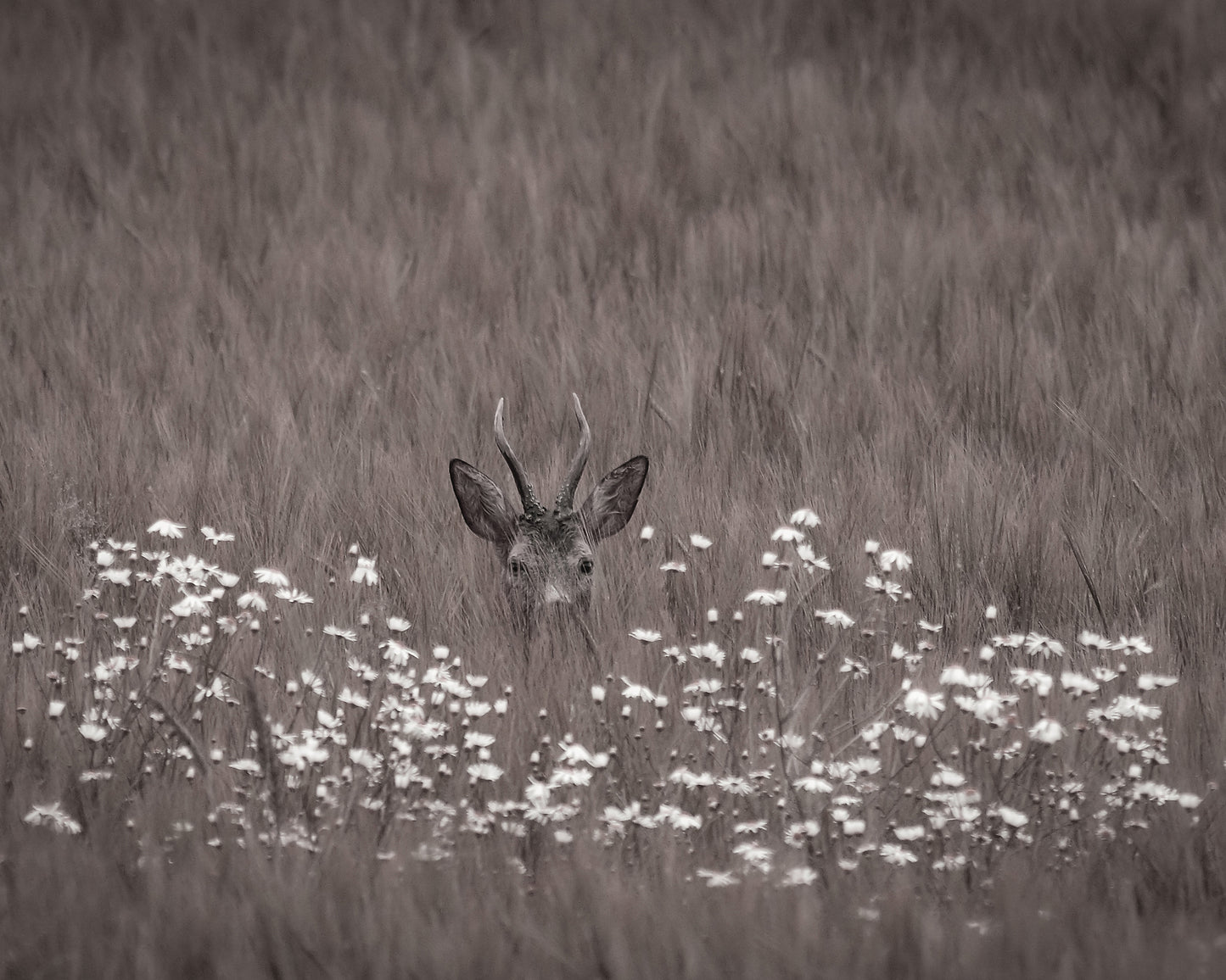 Deer Behind Flowers
