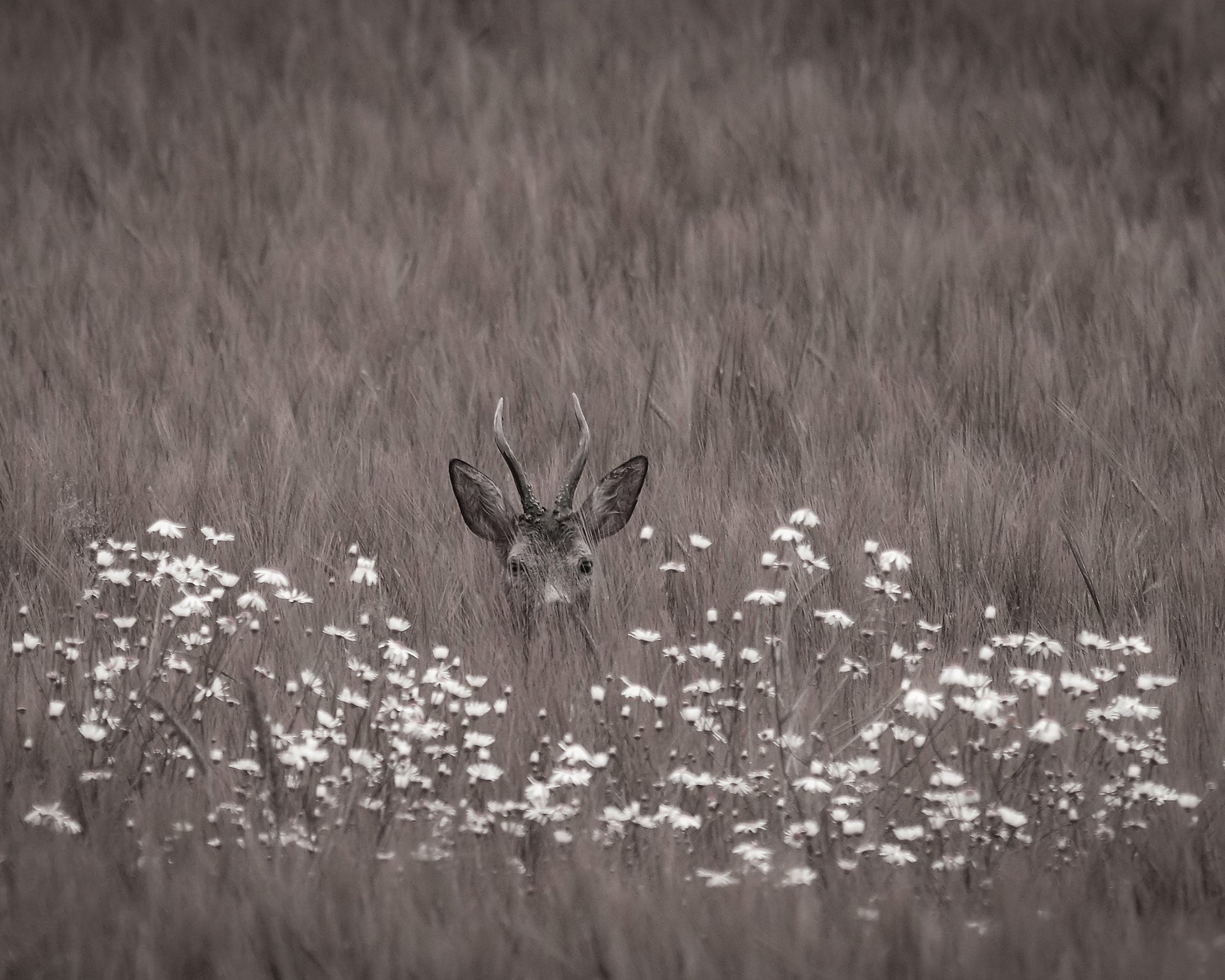 Deer Behind Flowers