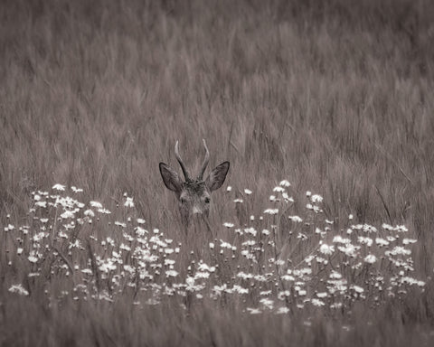 Deer Behind Flowers