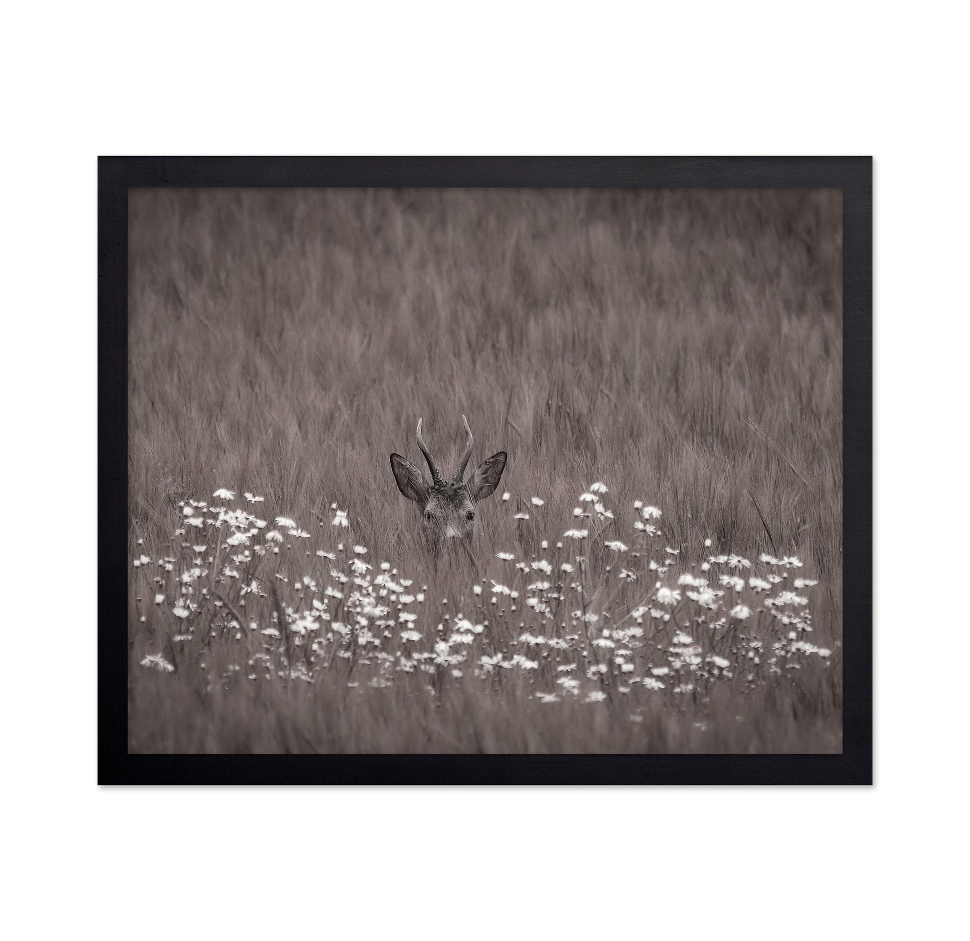 Deer Behind Flowers
