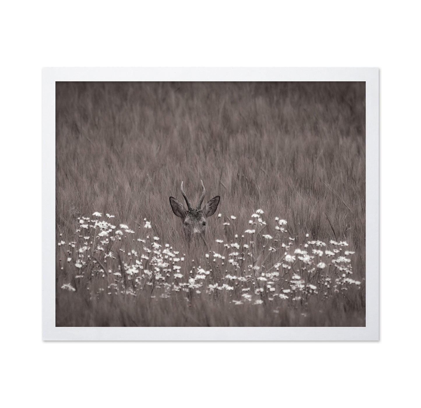Deer Behind Flowers