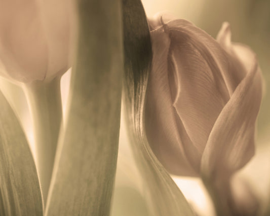 Close-Up Tulips