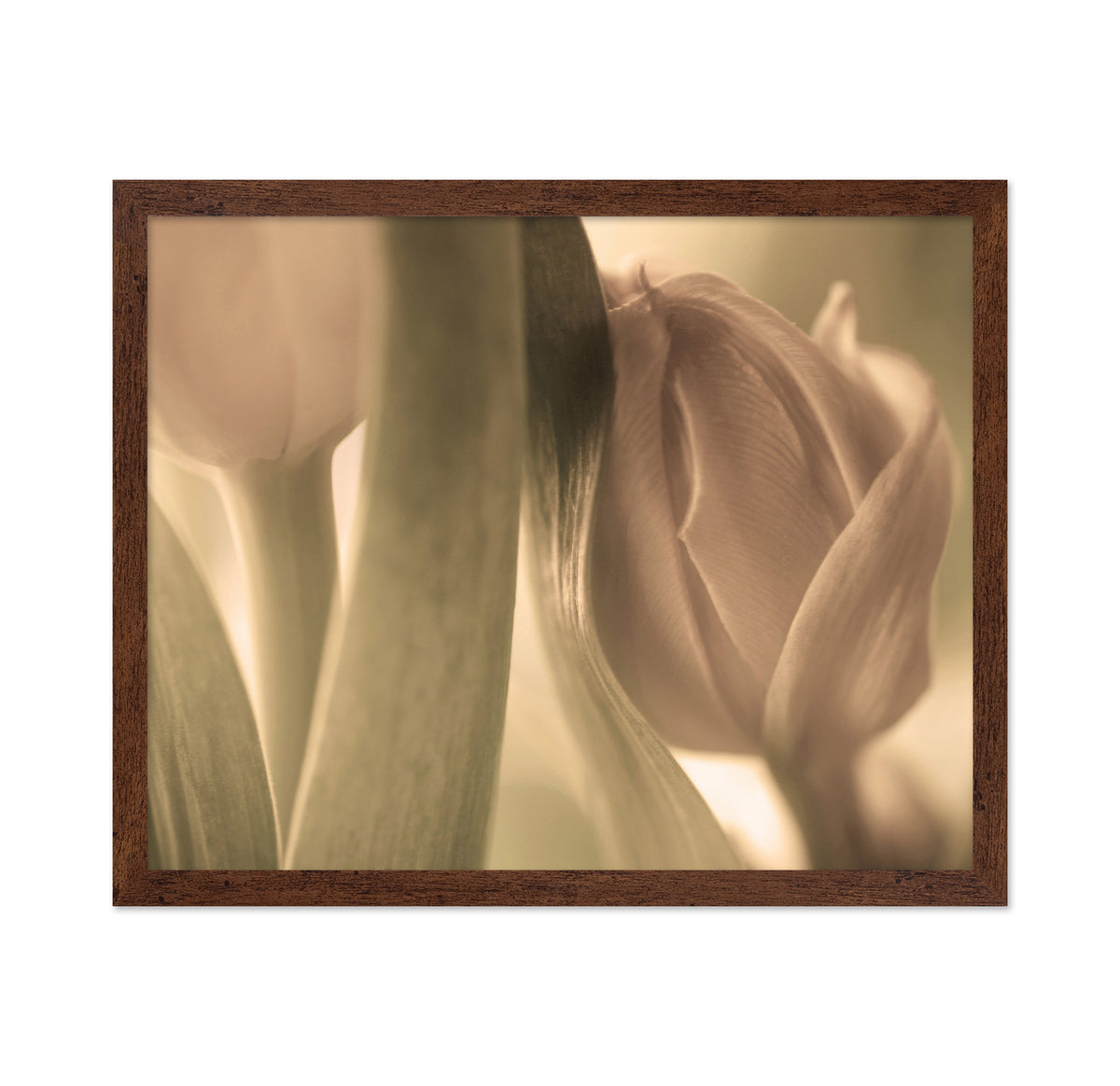 Close-Up Tulips