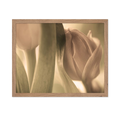 Close-Up Tulips