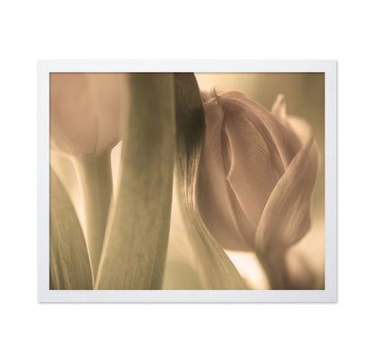 Close-Up Tulips
