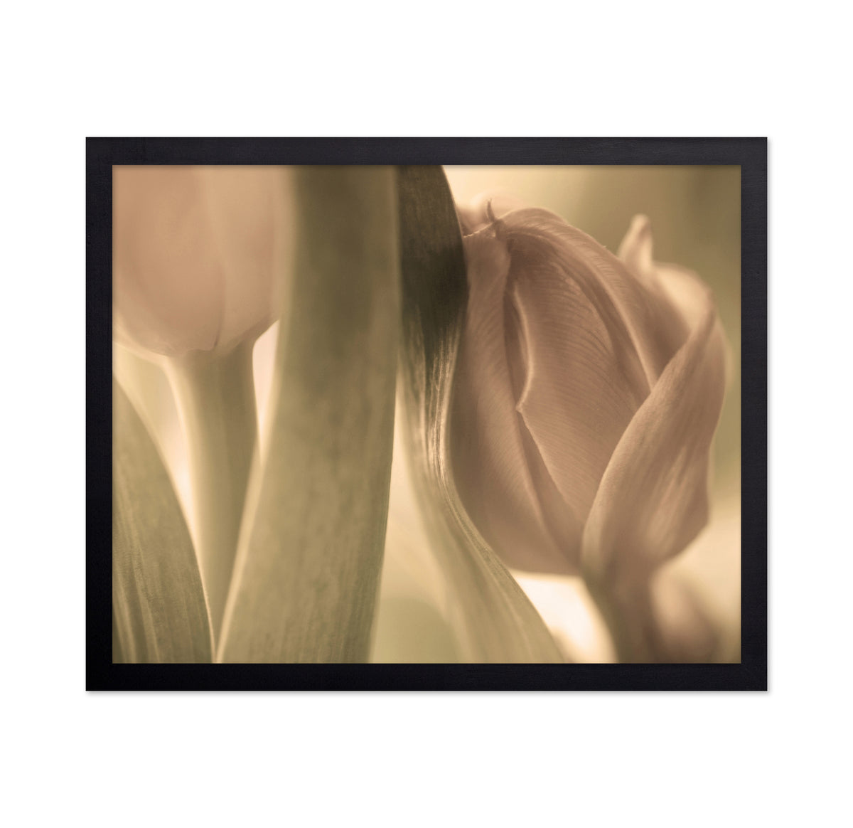 Close-Up Tulips