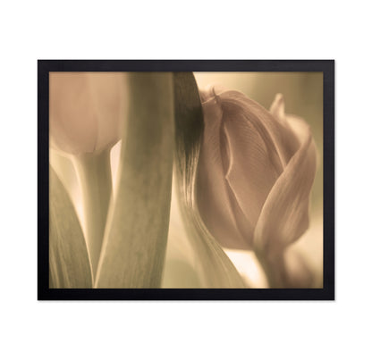 Close-Up Tulips